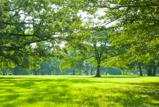 Landscaped Garden at Lodha Vista